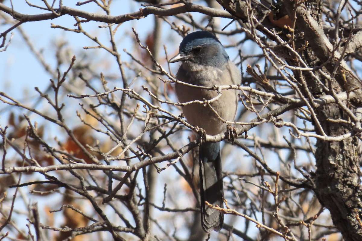 Woodhouse's Scrub-Jay - ML645067342