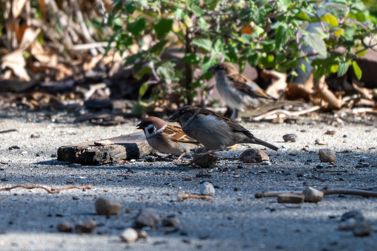 Eurasian Tree Sparrow - ML645067344