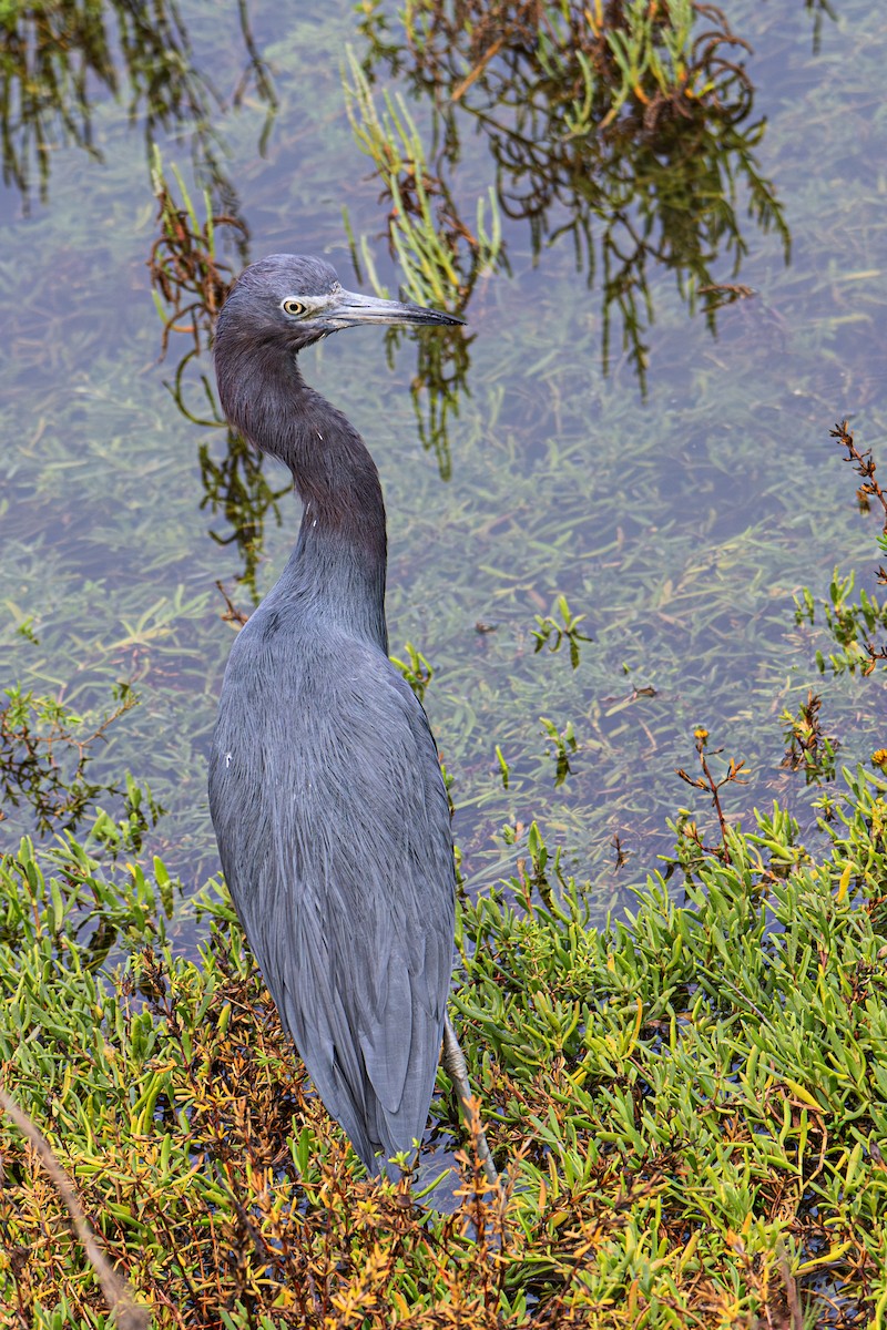 Reddish Egret - ML645067345