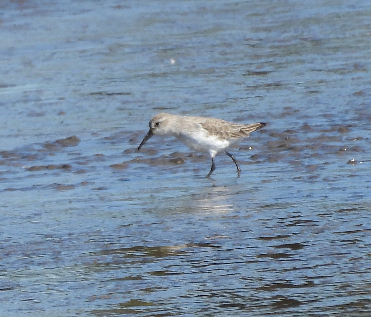Western Sandpiper - ML645067346