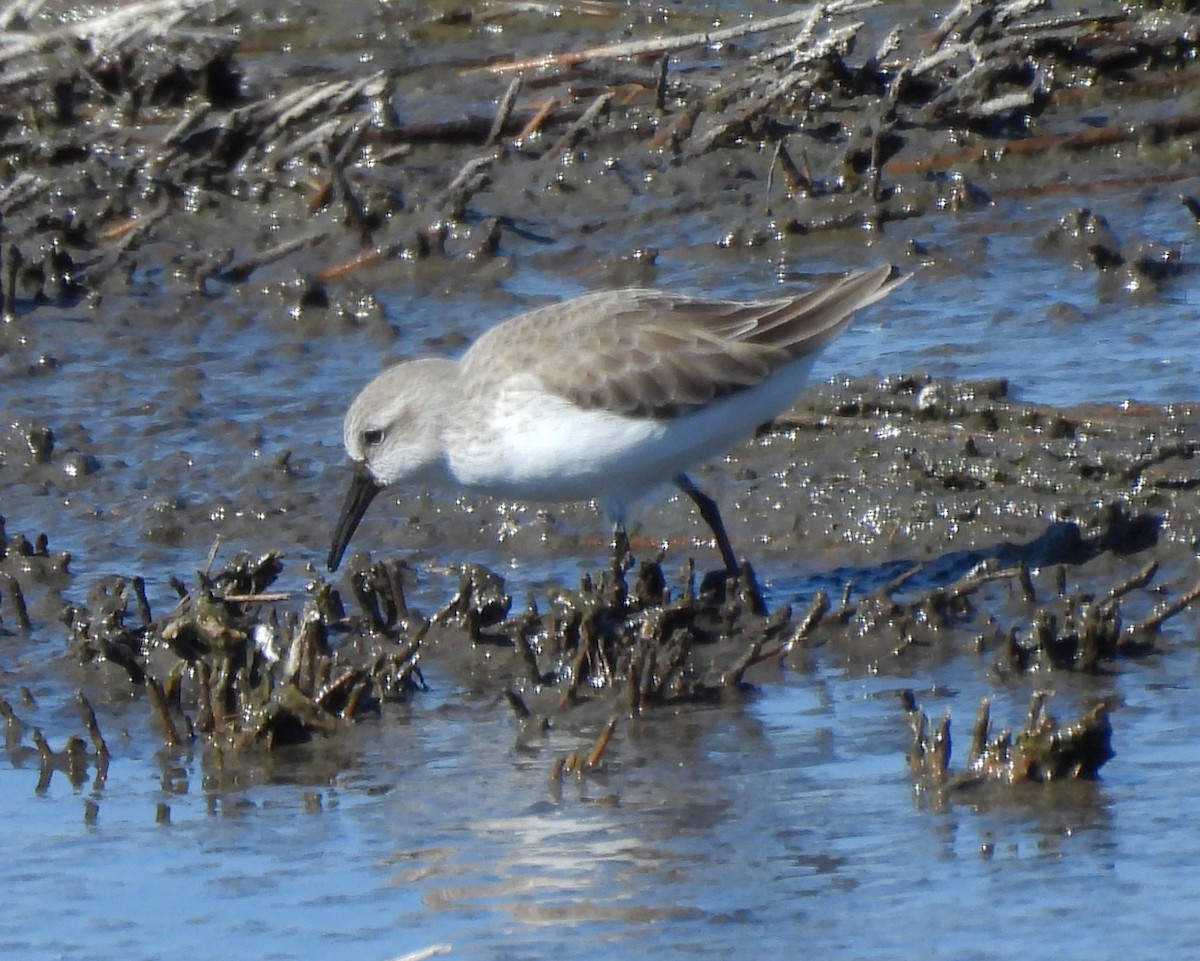 Western Sandpiper - ML645067347