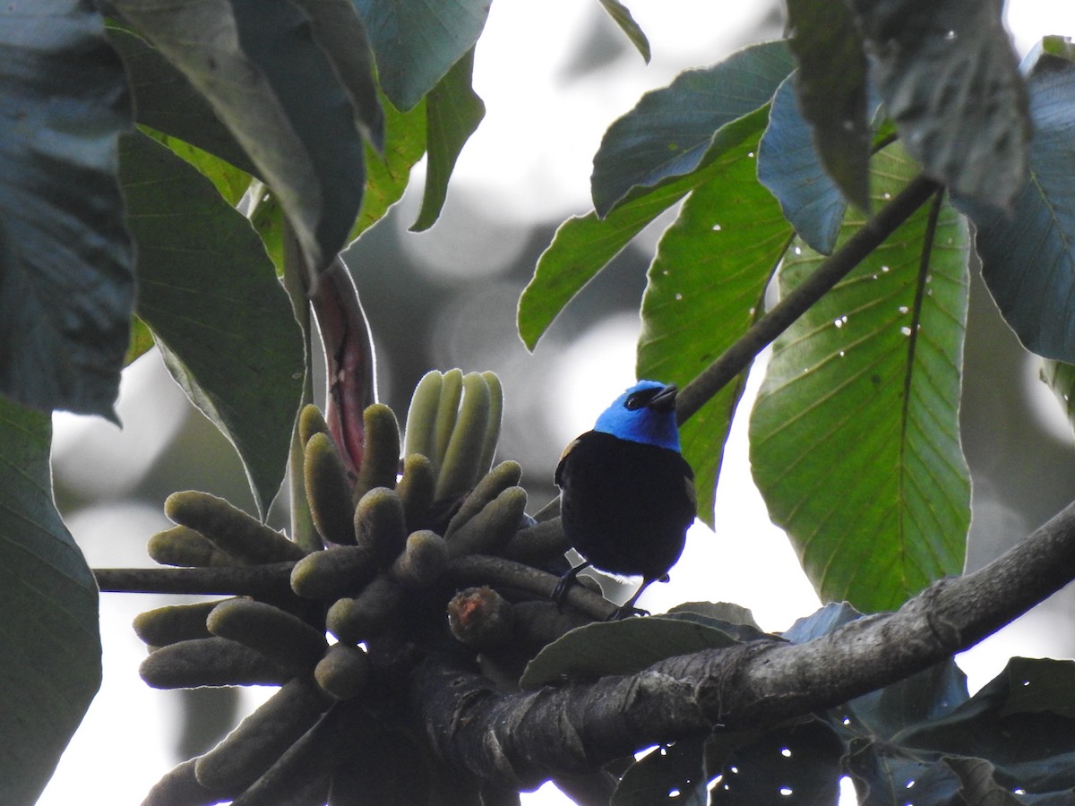 Blue-necked Tanager - ML645067349