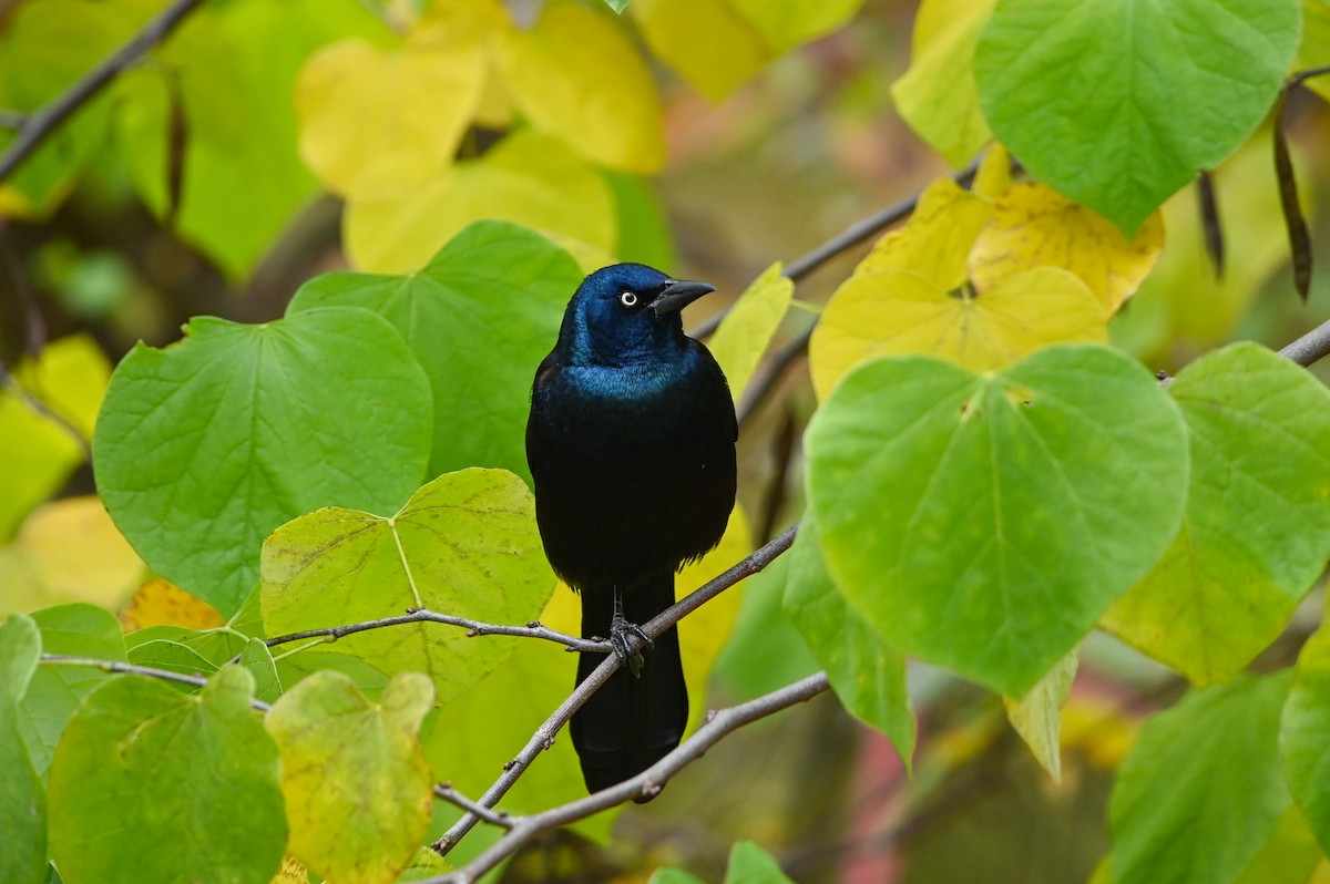 Common Grackle - ML645067351