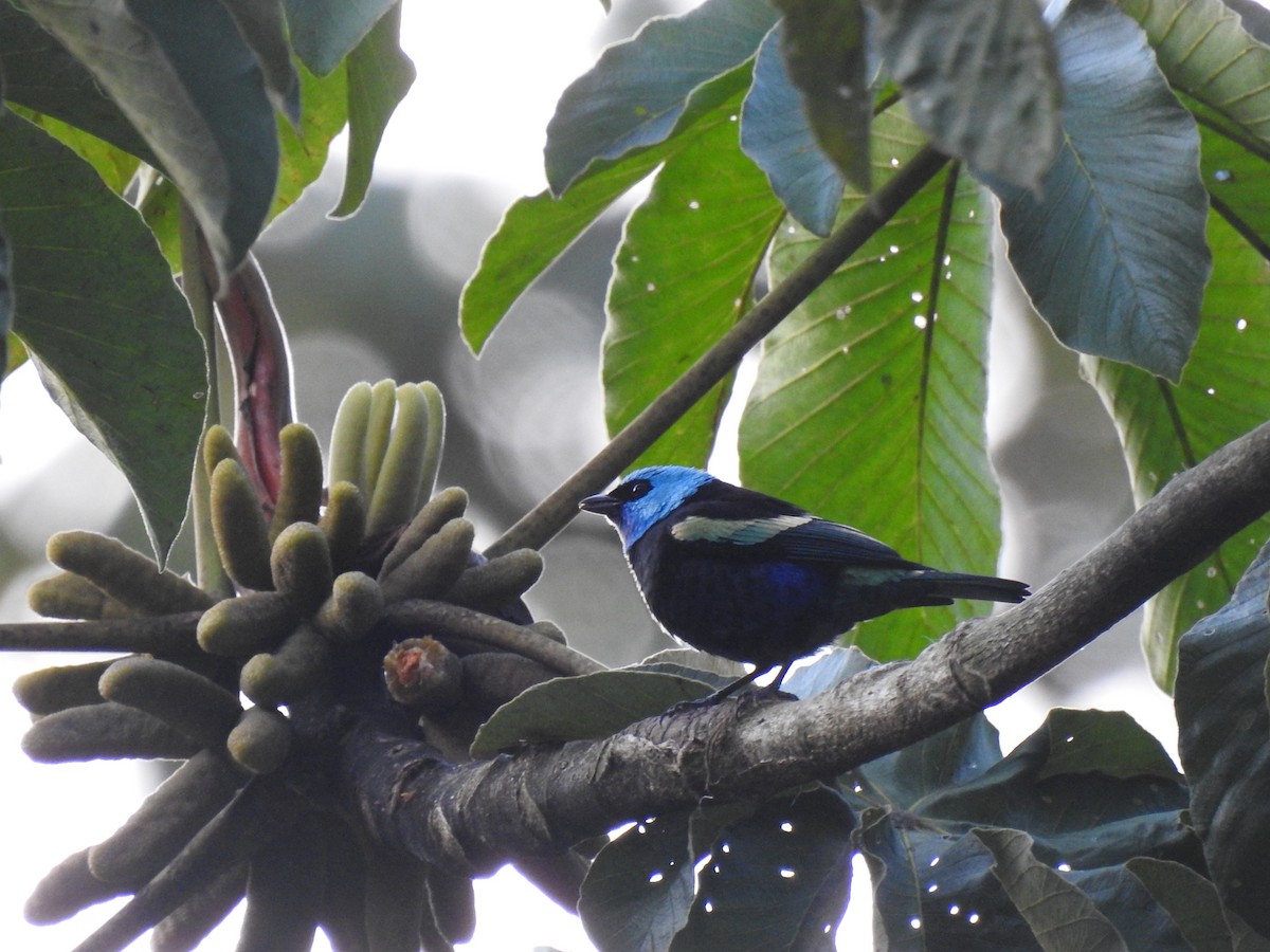 Blue-necked Tanager - ML645067352