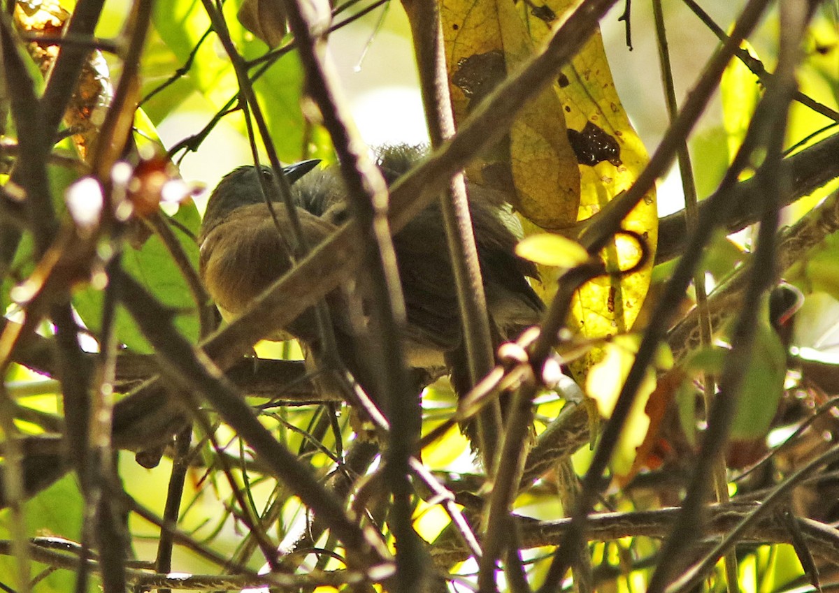 Rufous-crowned Babbler - ML645067353