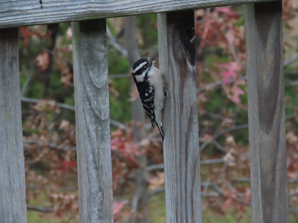 Downy Woodpecker - ML645067354