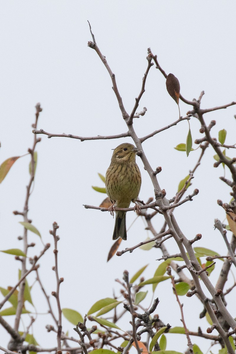 Yellowhammer - ML645067355