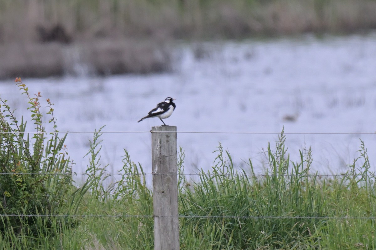 Magpie-lark - ML645067358