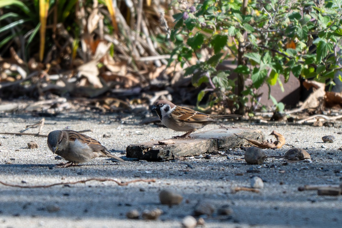Eurasian Tree Sparrow - ML645067361