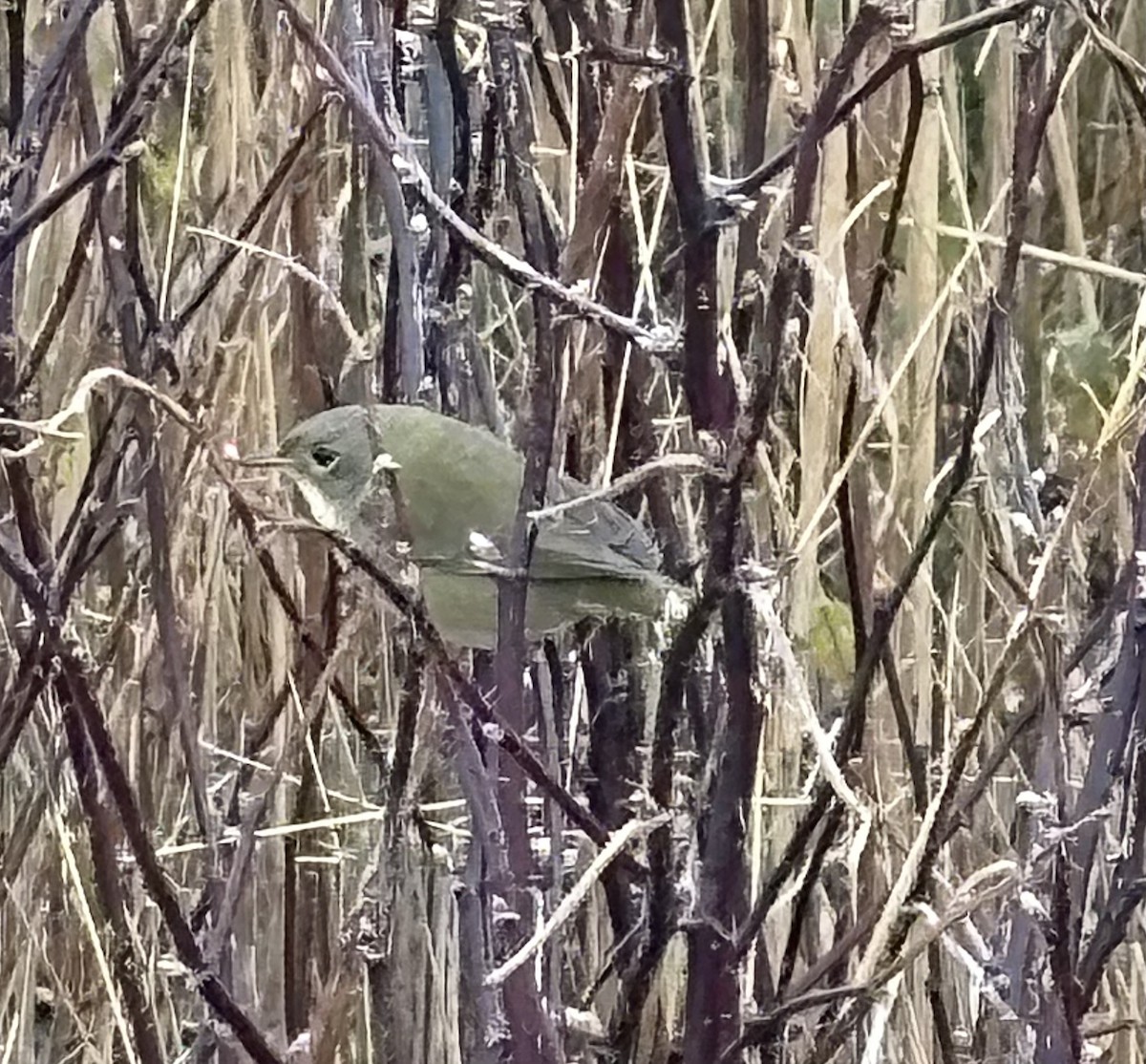 Orange-crowned Warbler - ML645067362