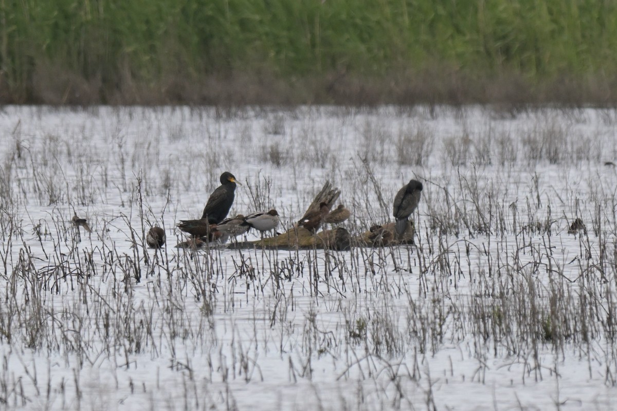 Great Cormorant - ML645067363