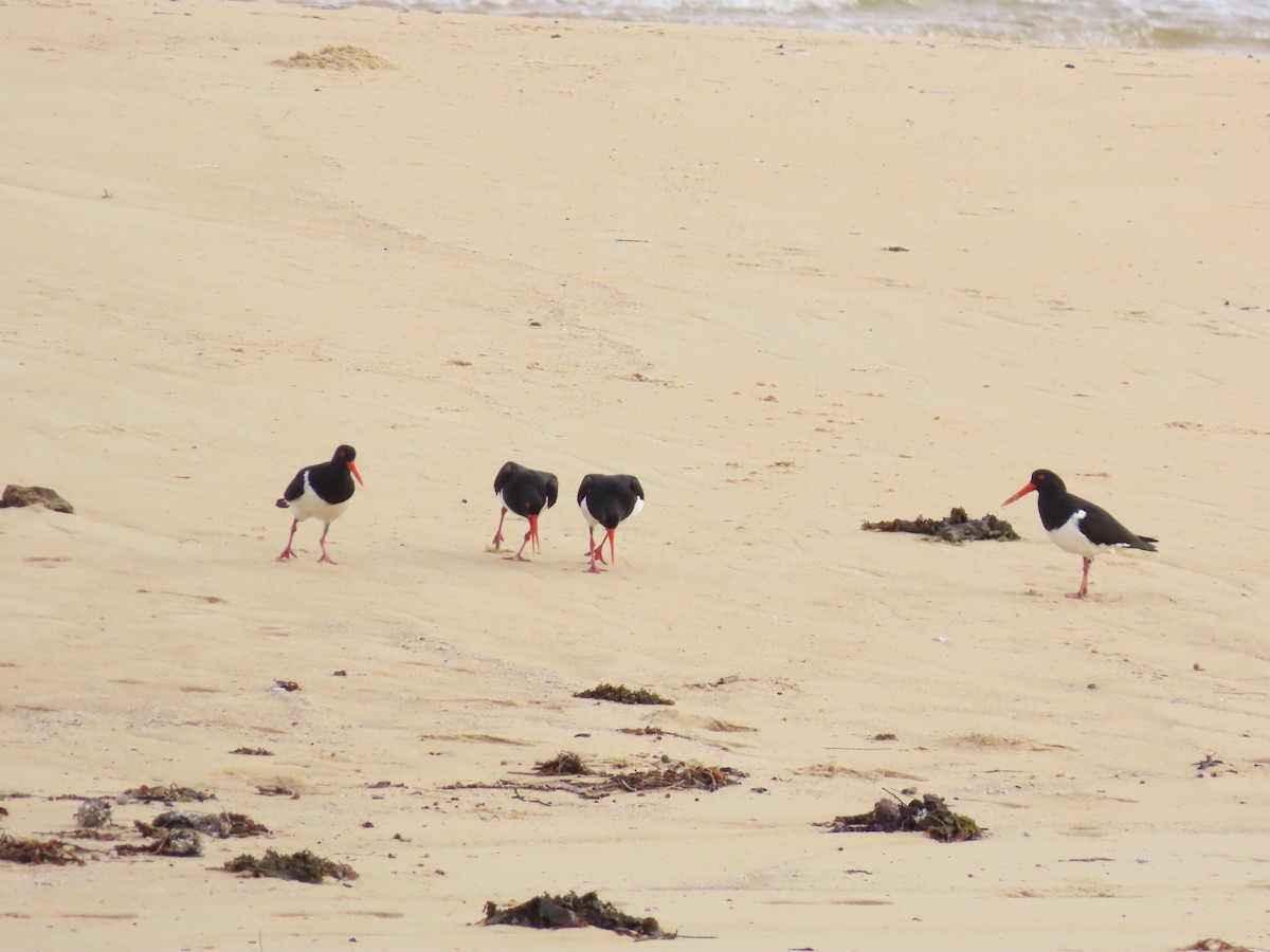 Pied Oystercatcher - ML645067365