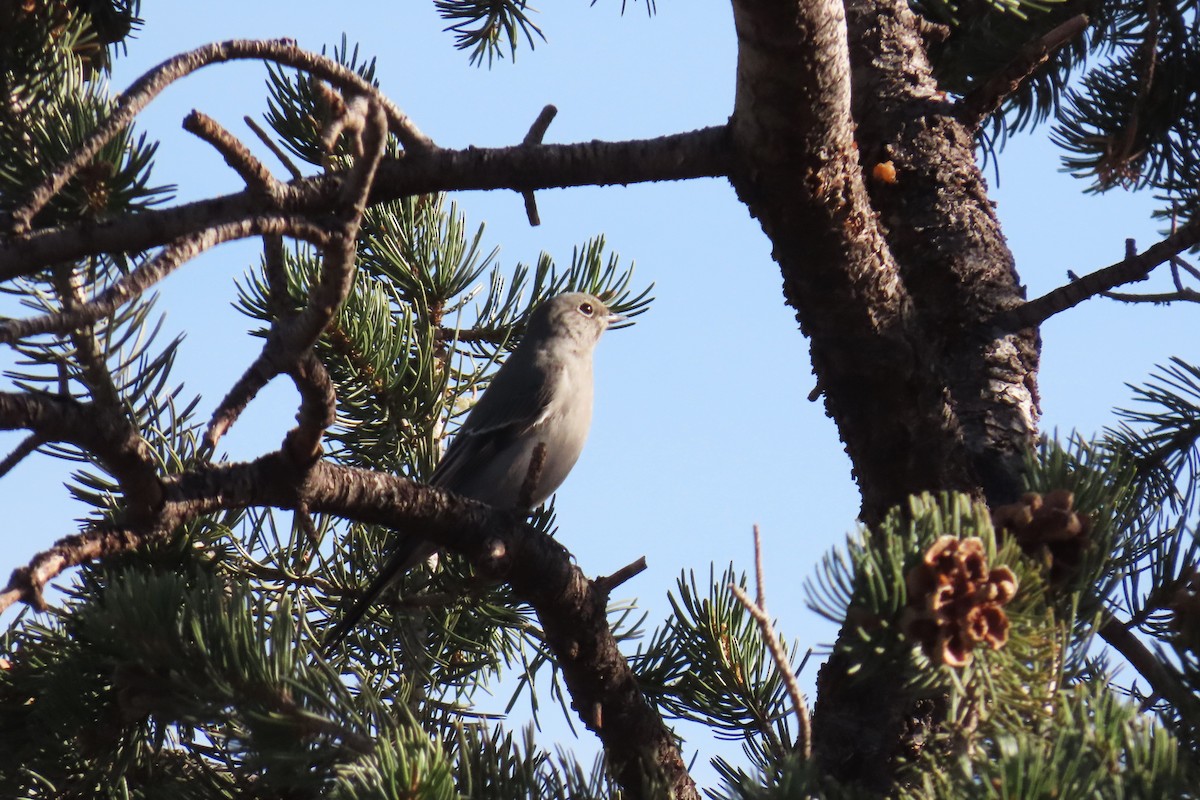 Townsend's Solitaire - ML645067367