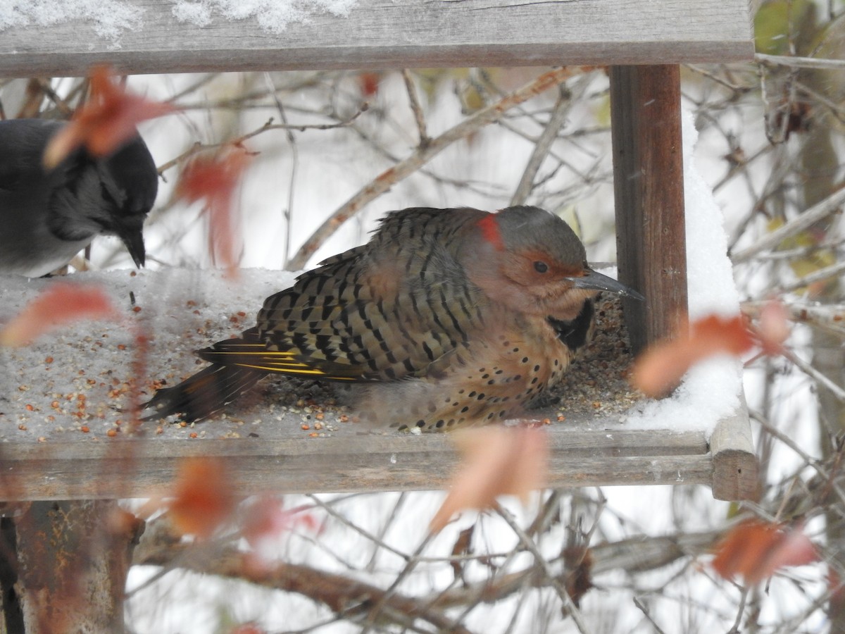 Northern Flicker - ML645067369