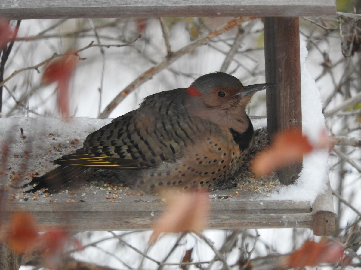 Northern Flicker - ML645067370