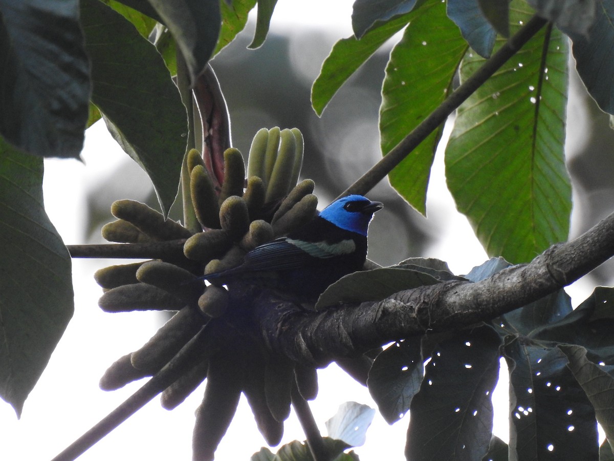 Blue-necked Tanager - ML645067371