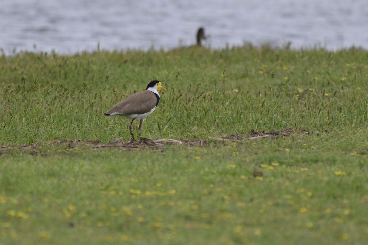 čejka australská - ML645067372