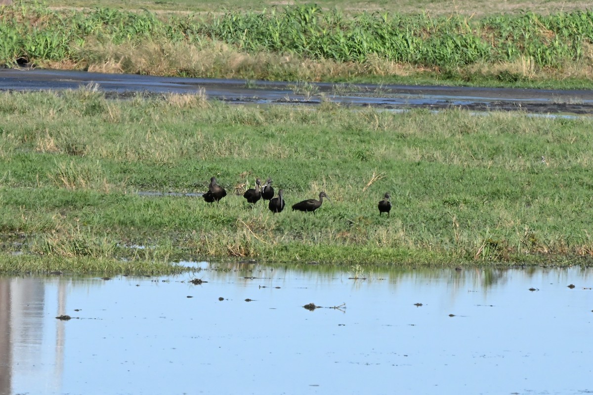 White-faced Ibis - ML645067374
