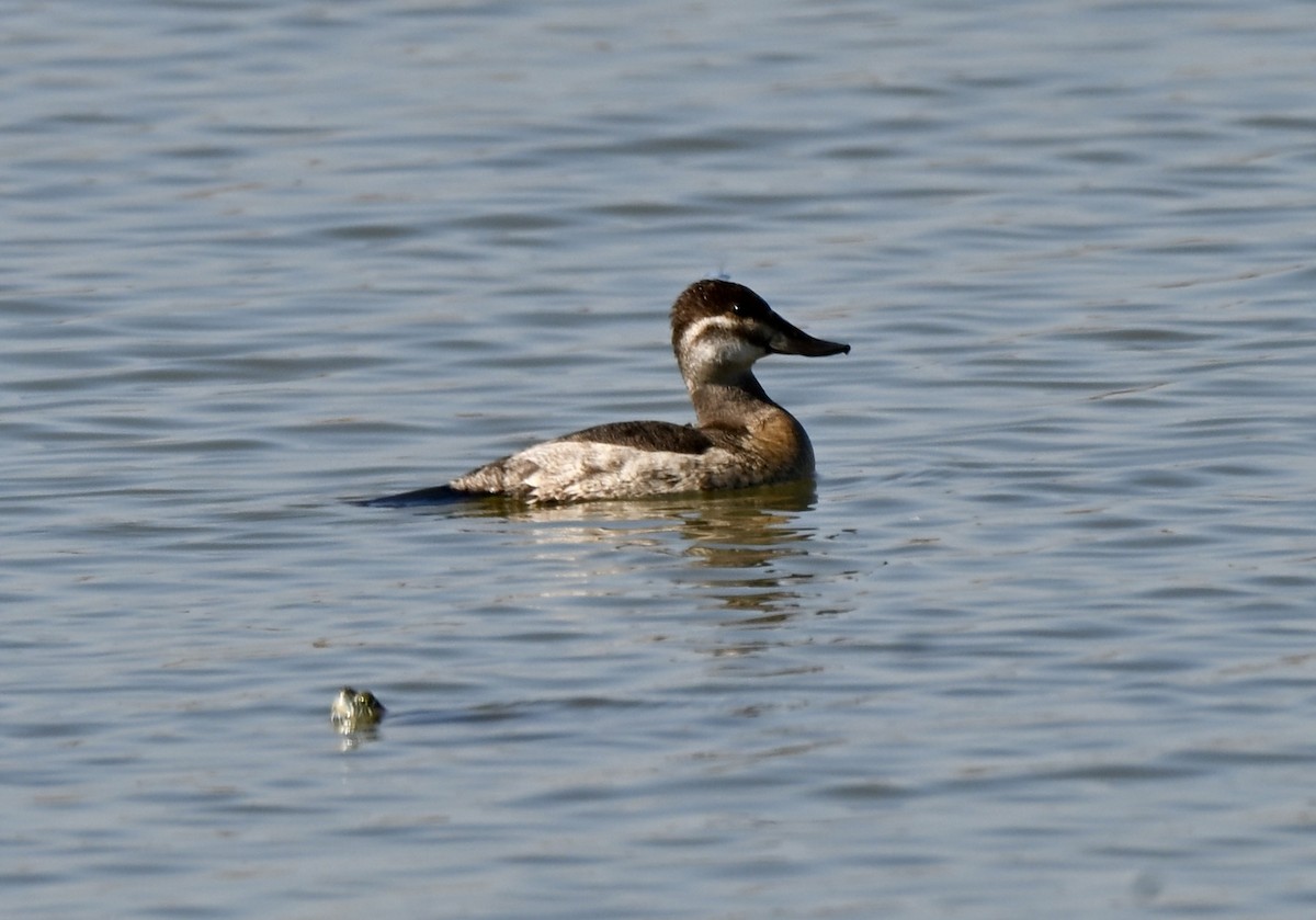 Ruddy Duck - ML645067375