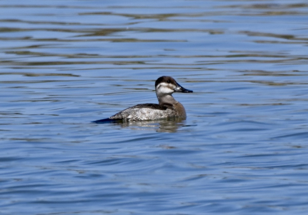 Ruddy Duck - ML645067376