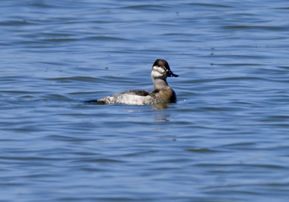 Ruddy Duck - ML645067377