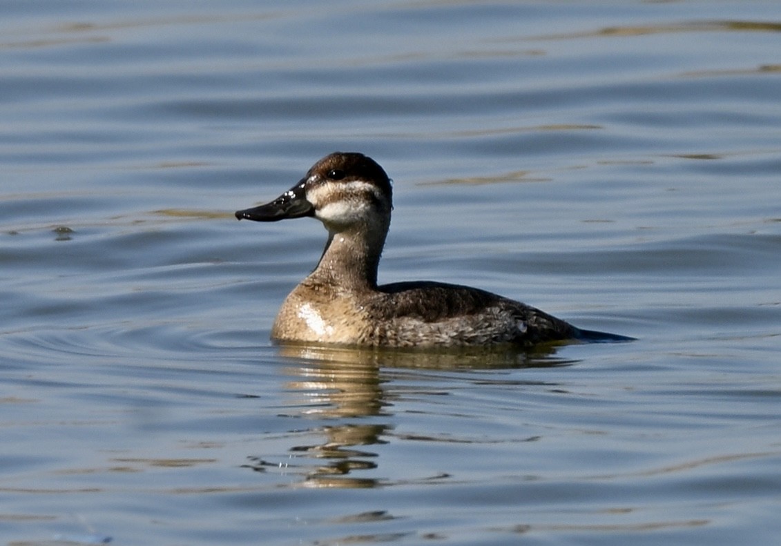 Ruddy Duck - ML645067378