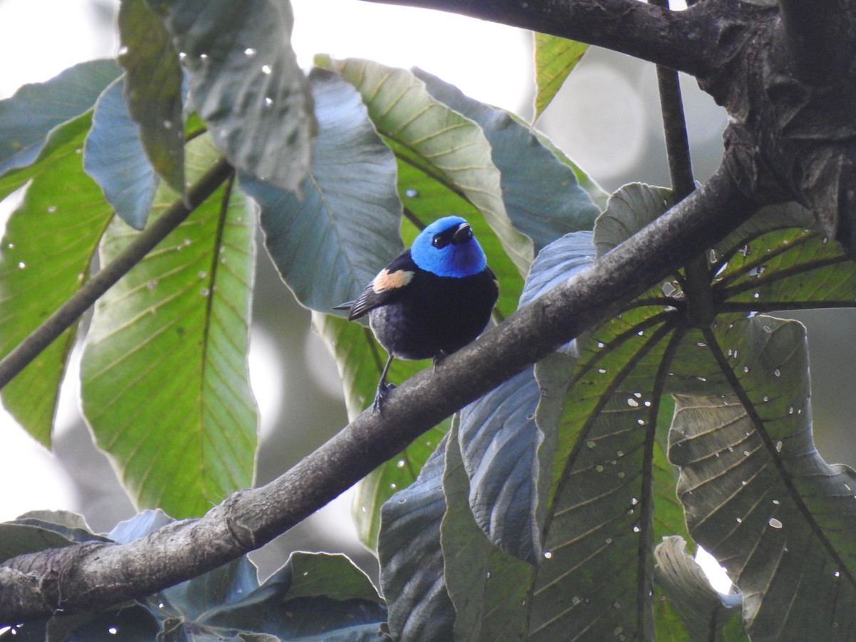 Blue-necked Tanager - ML645067380
