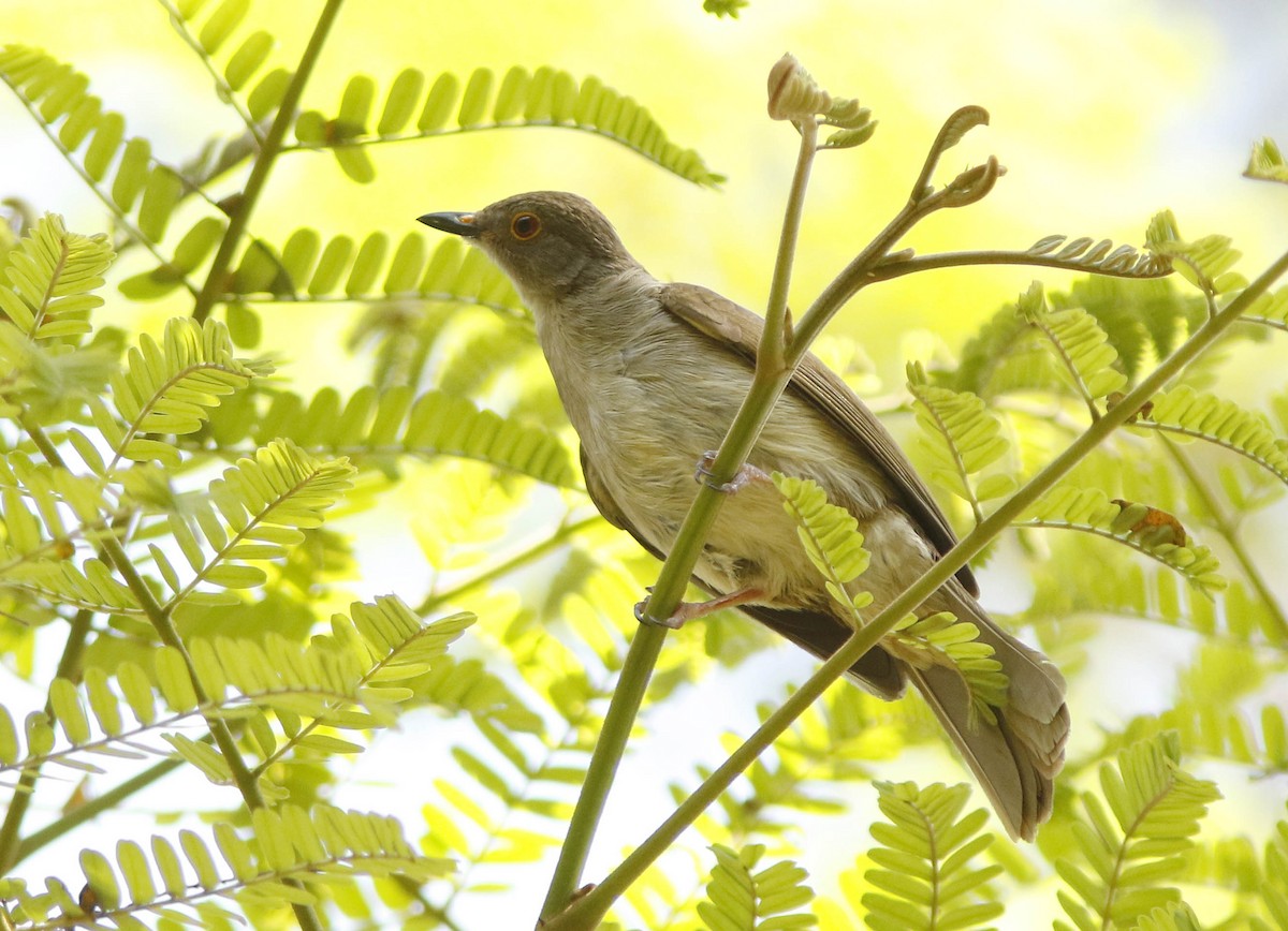 Spectacled Bulbul - ML645067387
