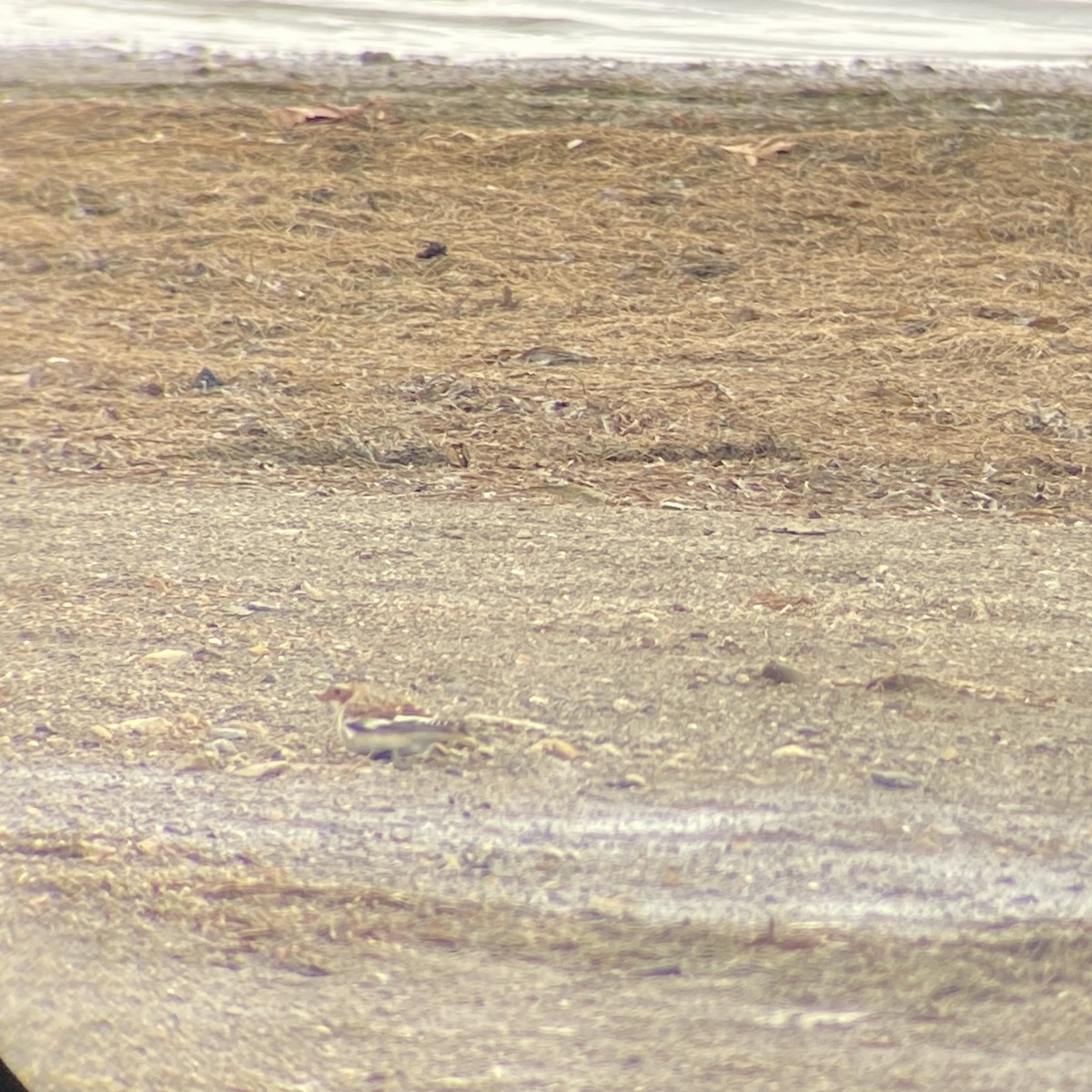 Snow Bunting - ML645067390