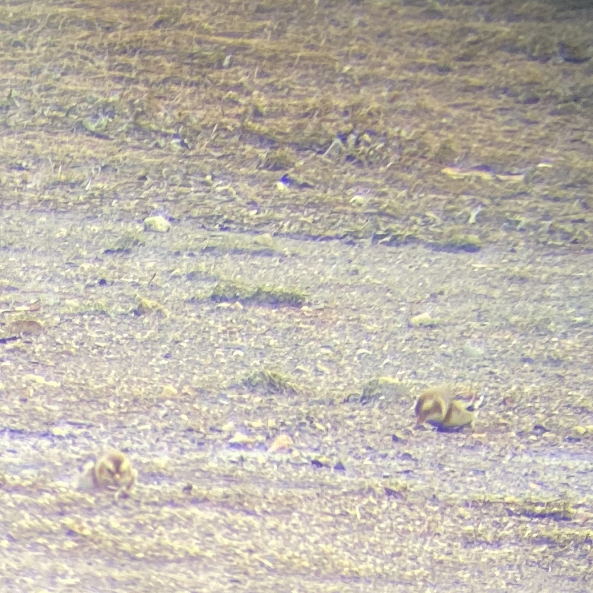 Snow Bunting - ML645067391