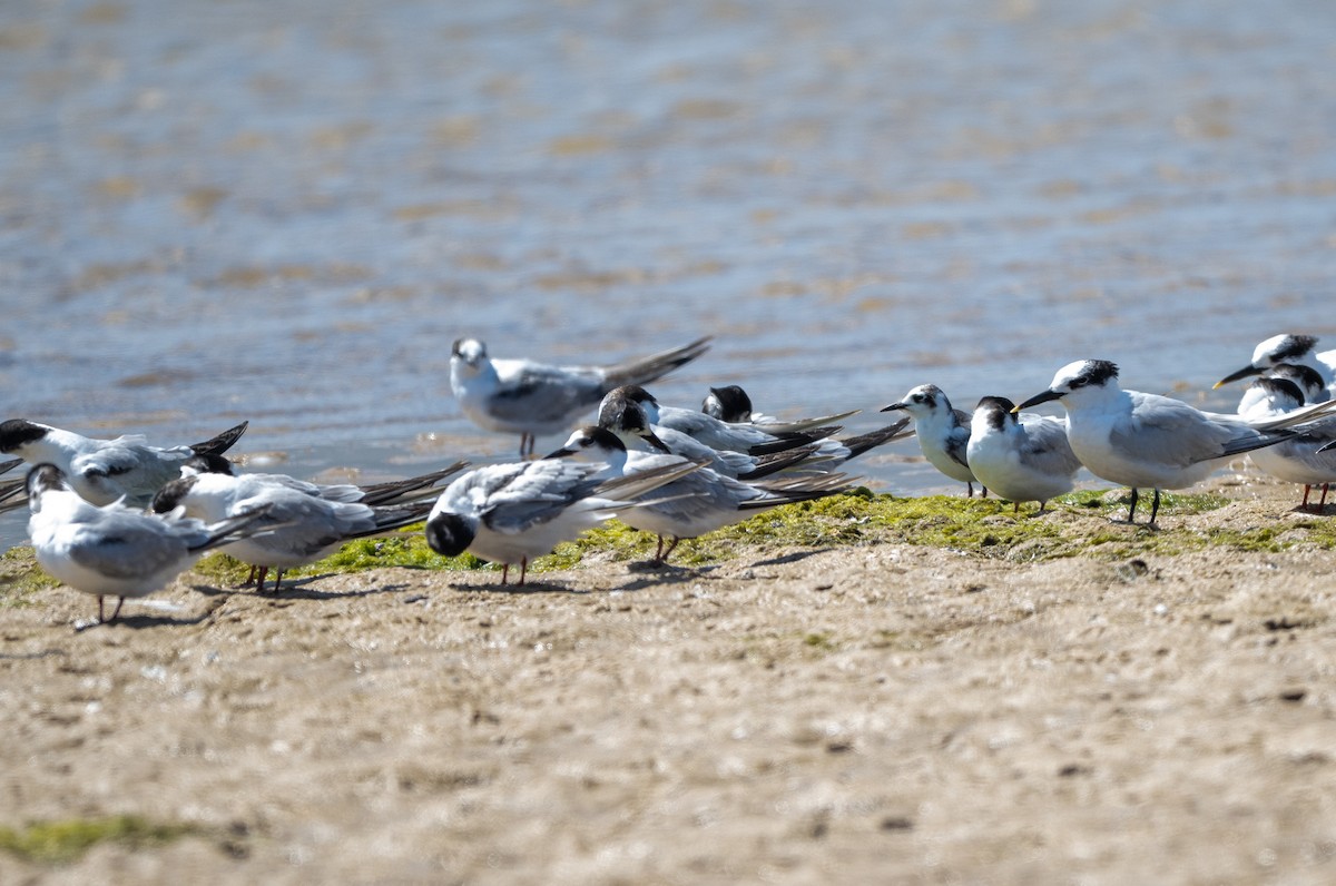 White-winged Tern - ML645067392