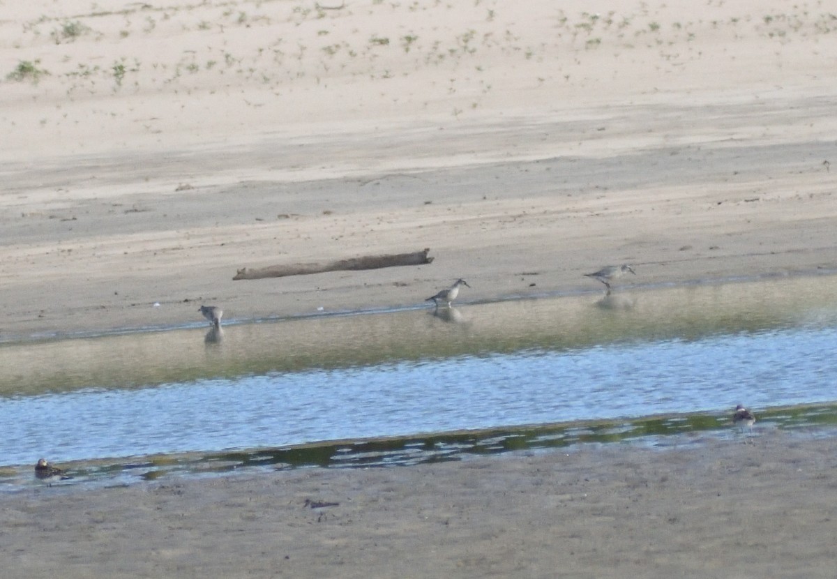 Red Knot - ML645067402