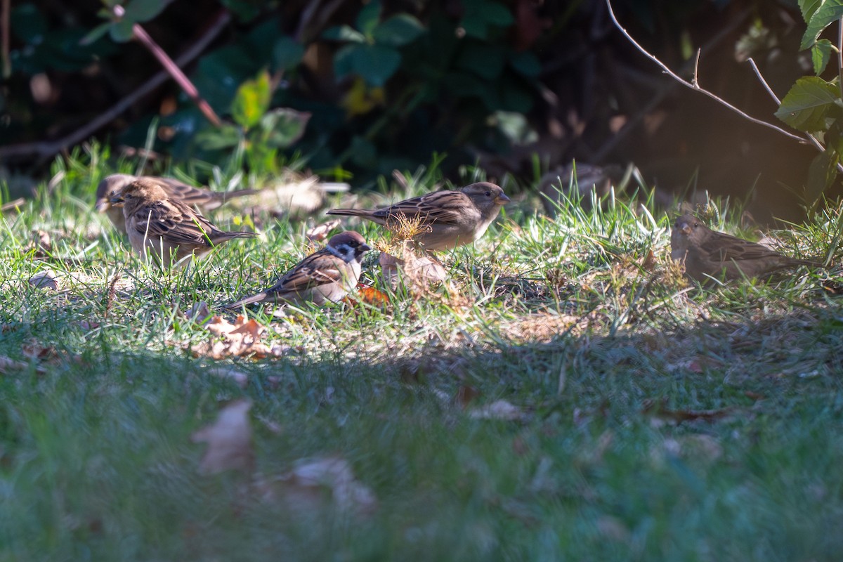 Ağaç Serçesi - ML645067406