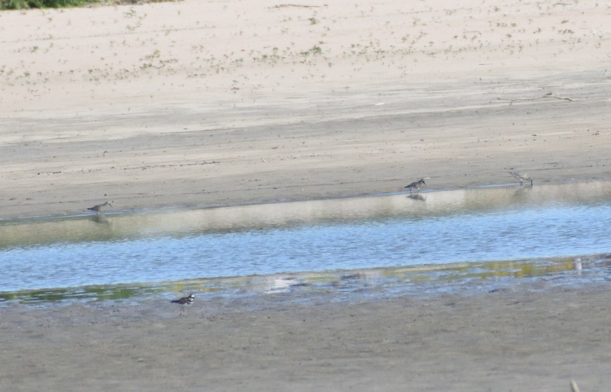 Red Knot - ML645067409
