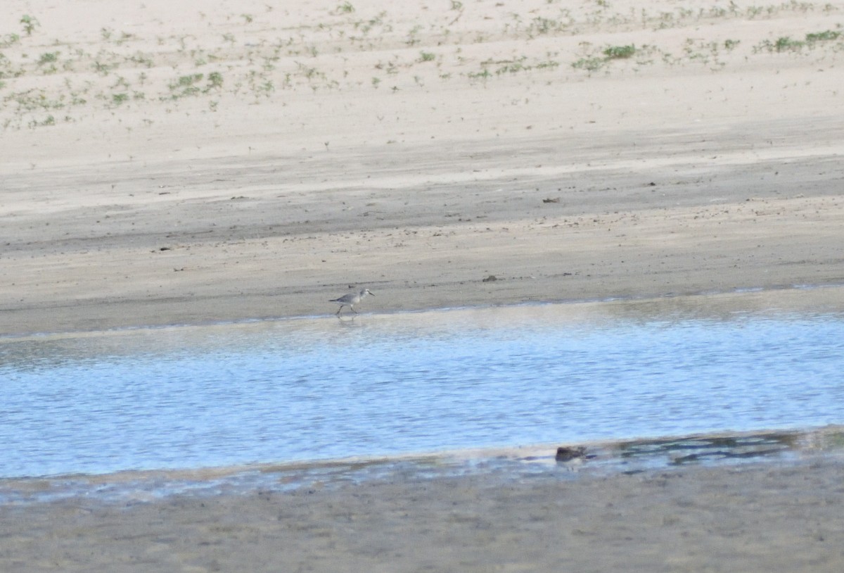 Red Knot - ML645067419