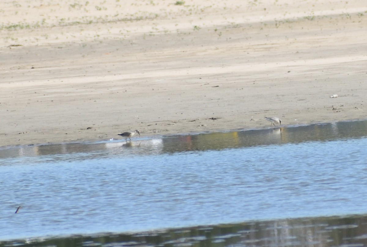 Red Knot - ML645067425