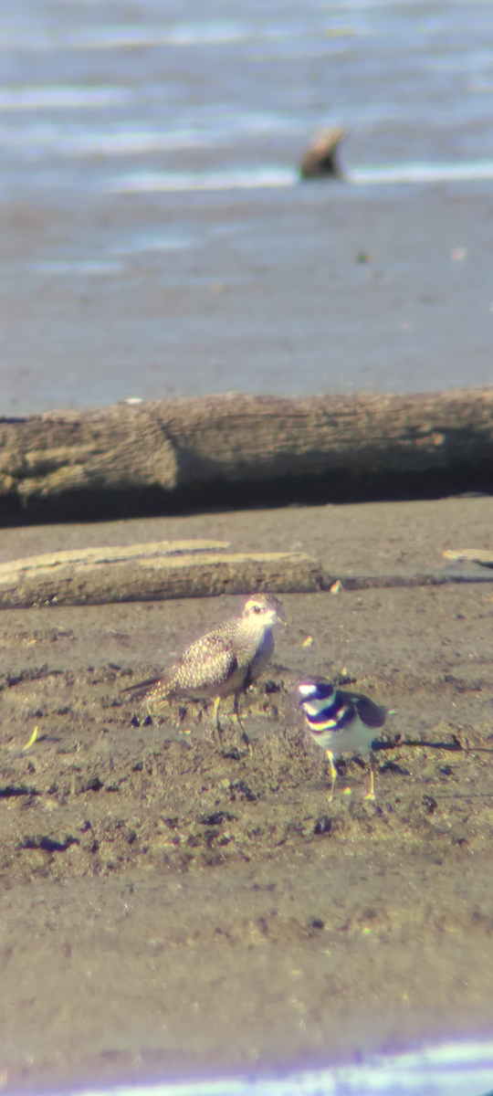 kulík hnědokřídlý - ML645067438