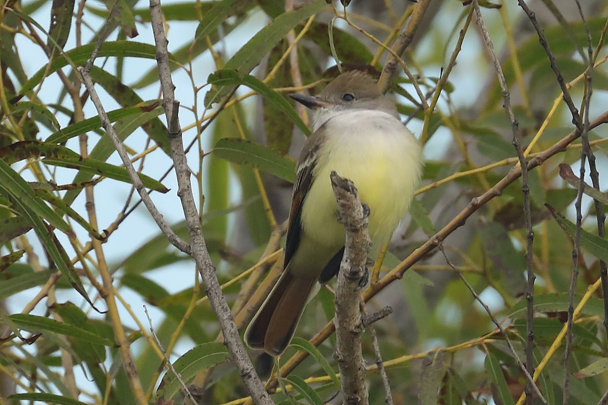 Ash-throated Flycatcher - ML645067439