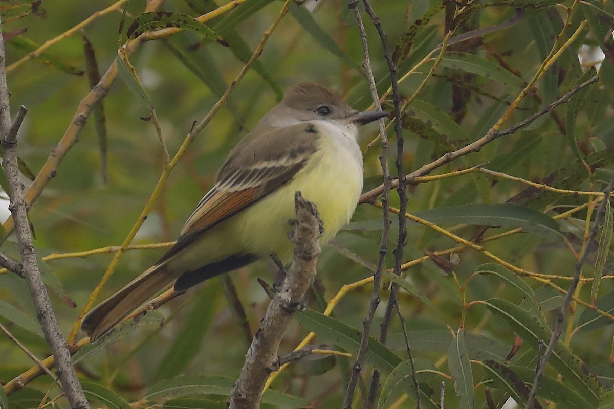 Ash-throated Flycatcher - ML645067441
