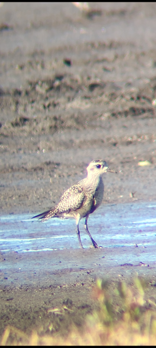 kulík hnědokřídlý - ML645067451