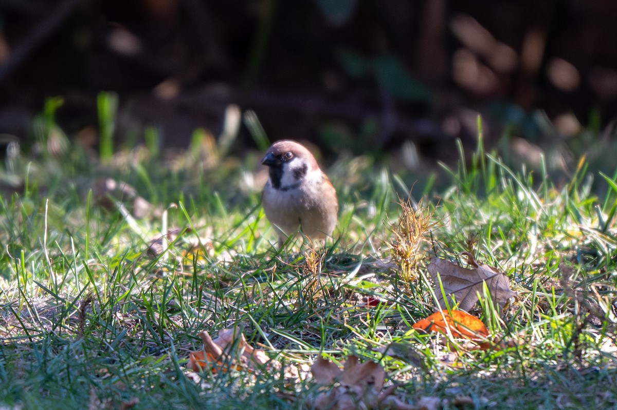 Ağaç Serçesi - ML645067457