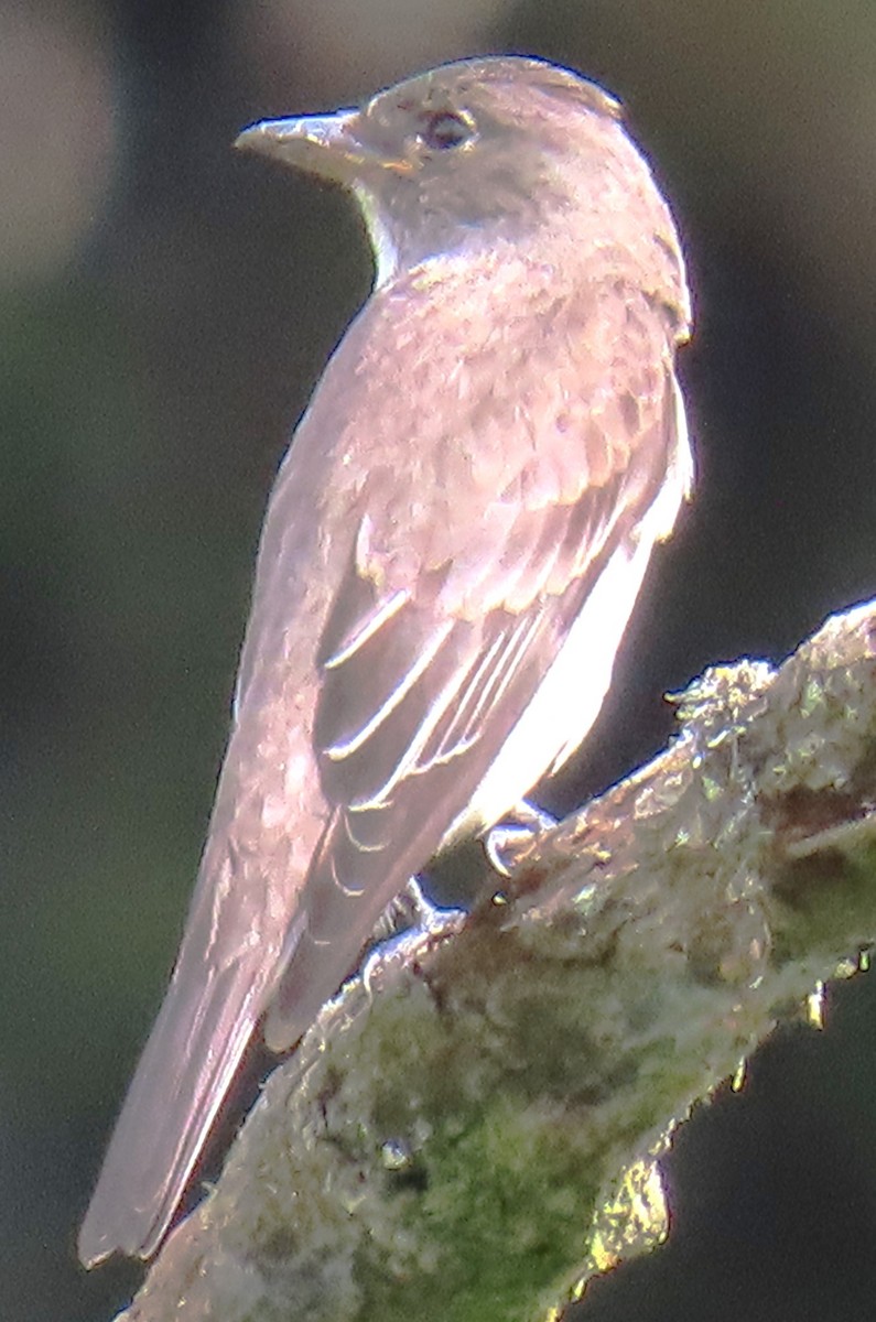 Olive-sided Flycatcher - ML645067465