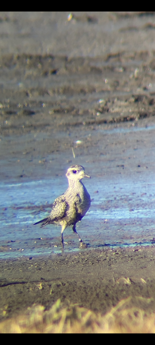 kulík hnědokřídlý - ML645067467