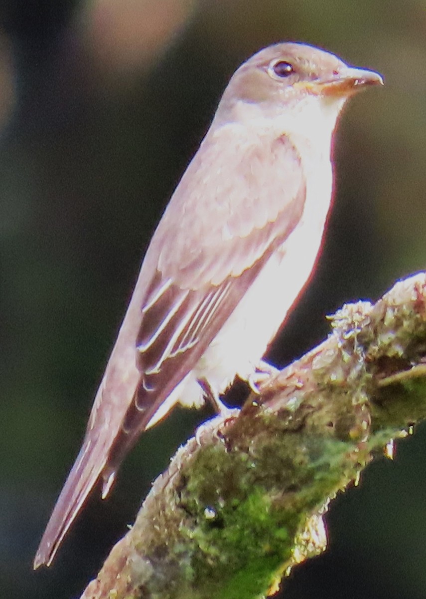 Olive-sided Flycatcher - ML645067479