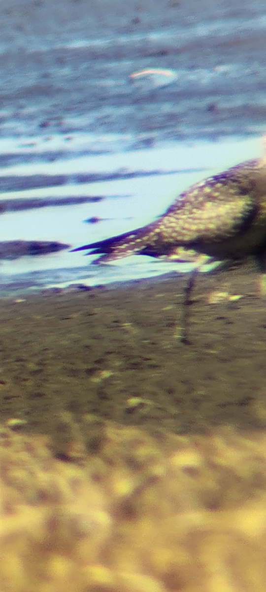 kulík hnědokřídlý - ML645067486