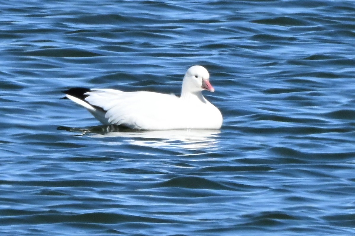 Ross's Goose - ML645067493