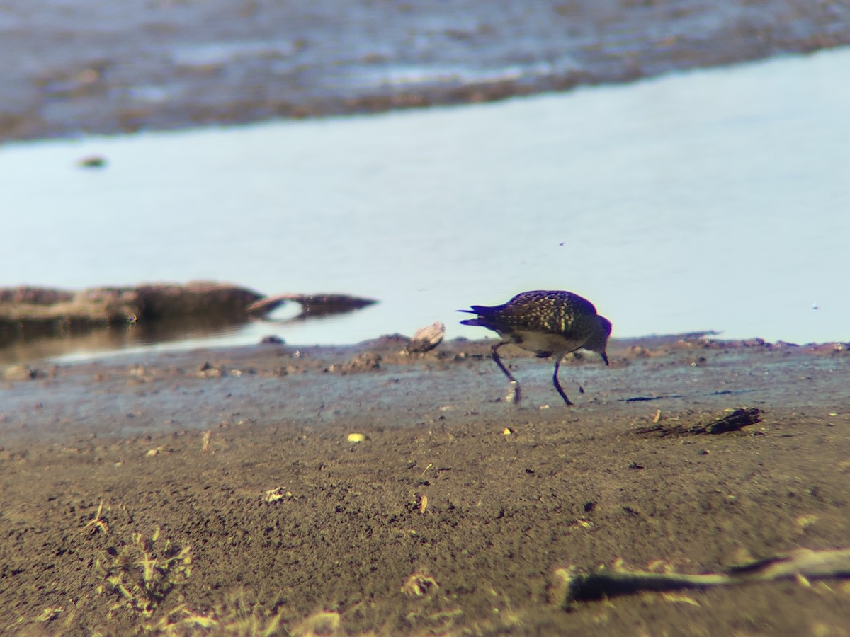 kulík hnědokřídlý - ML645067494