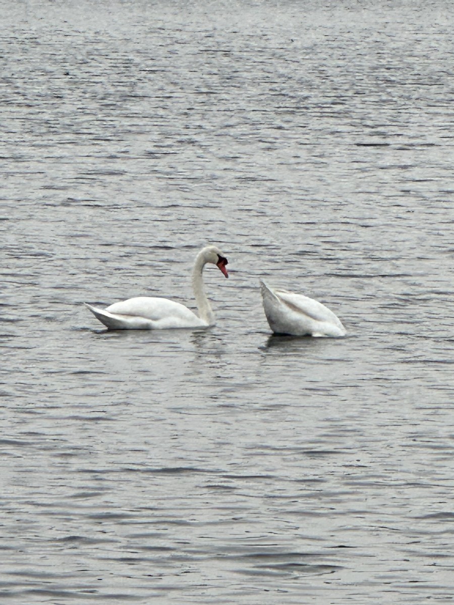 疣鼻天鵝 - ML645067498