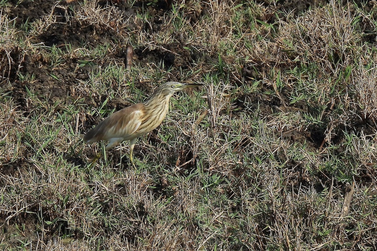 Squacco Heron - ML645067499