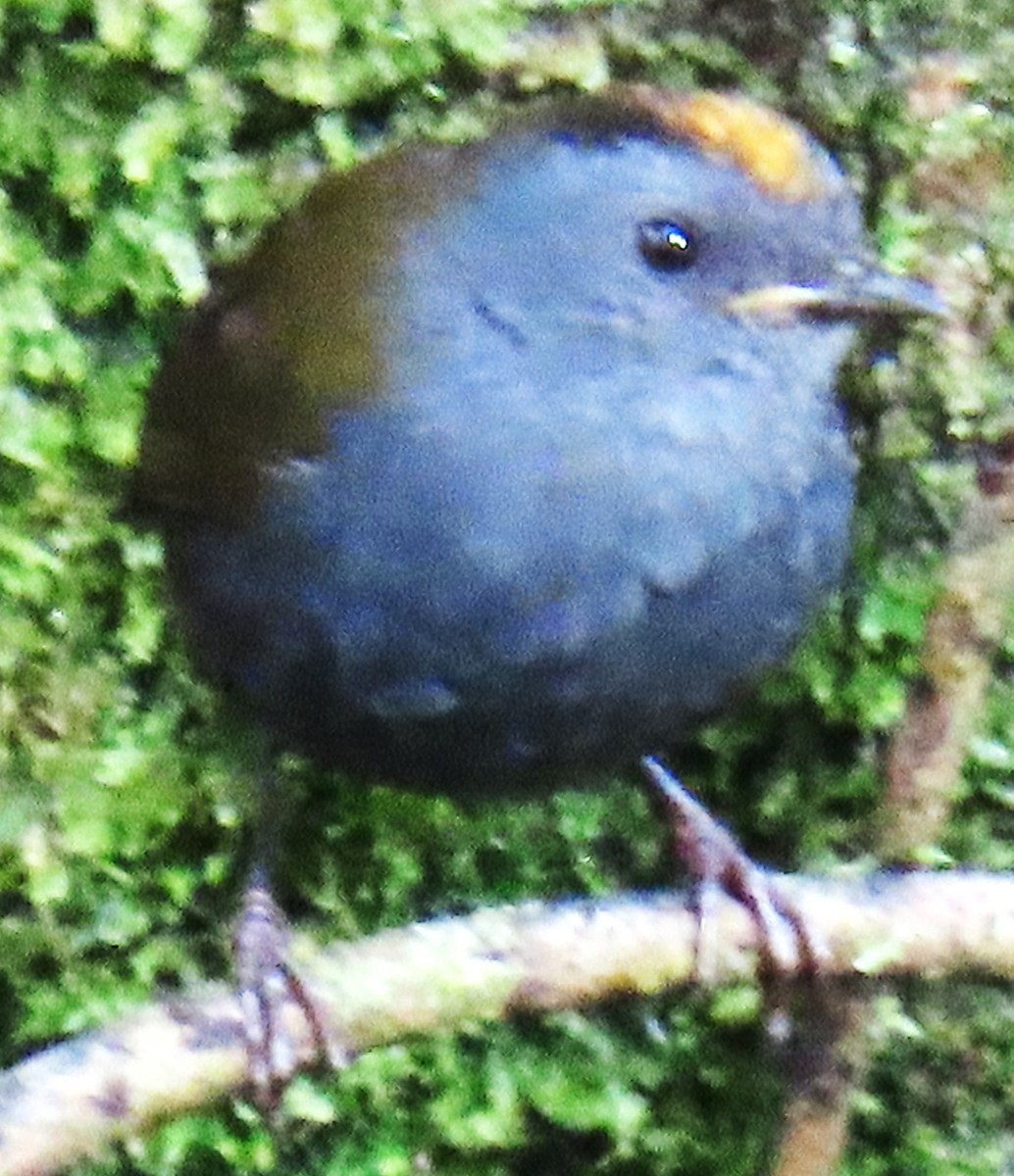 Wrenthrush - ML645067500